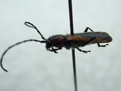 Crossidius discoideus