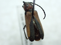 Crossidius discoideus