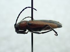 Crossidius discoideus