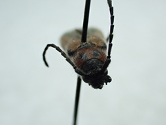 Crossidius discoideus