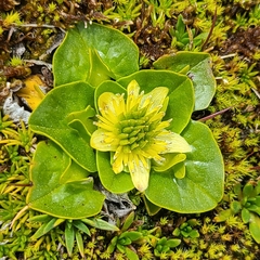 Caltha sagittata
