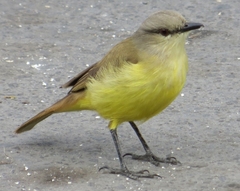 Machetornis rixosa
