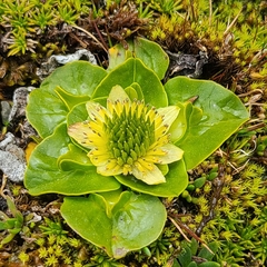 Caltha sagittata
