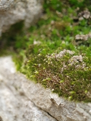Rhynchostegiella tenella