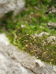 Rhynchostegiella tenella