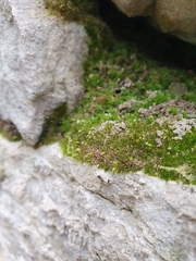 Rhynchostegiella tenella