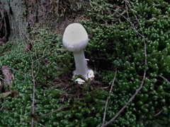 Amanita aestivalis