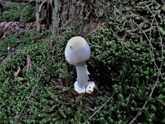 Amanita aestivalis