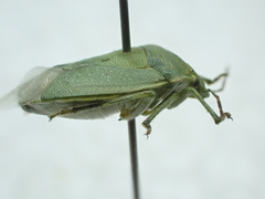 Thyanta maculata
