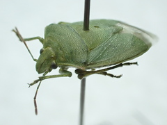 Thyanta maculata