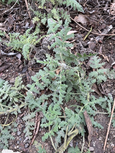 iNaturalist observation photo of distant phacelia