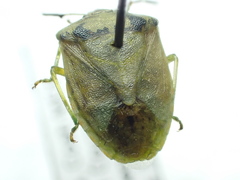 Thyanta maculata