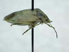 Thyanta maculata
