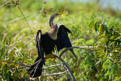 Anhinga anhinga leucogaster