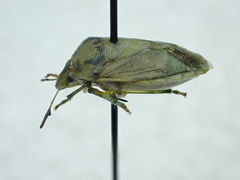 Thyanta maculata