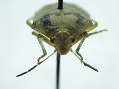 Thyanta maculata
