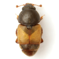Nitops pallipennis