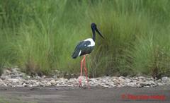 Ephippiorhynchus asiaticus