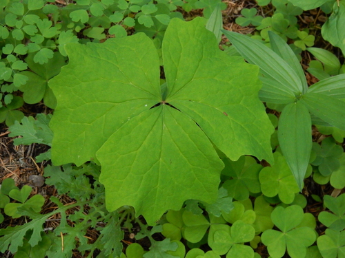 Deer's foot (Achlys californica)