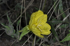 Oenothera odorata