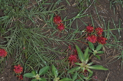 Prosopis humilis