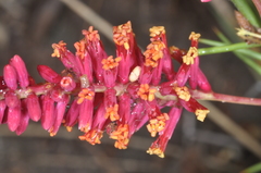 Prosopis humilis