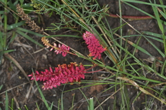 Prosopis humilis