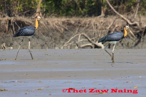 Lesser Adjutant