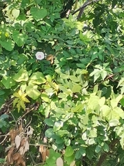 Distimake dissectus dissectus