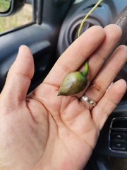 Distimake dissectus dissectus