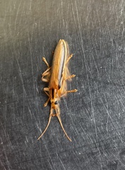 Thelyphassa lineata