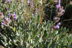 Salvia blancoana