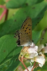 Tharsalea dorcas dorcas