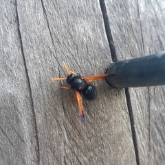 Hypodynerus vespiformis