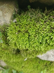 Cirriphyllum crassinervium