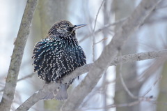 Sturnus vulgaris