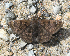 Nisoniades