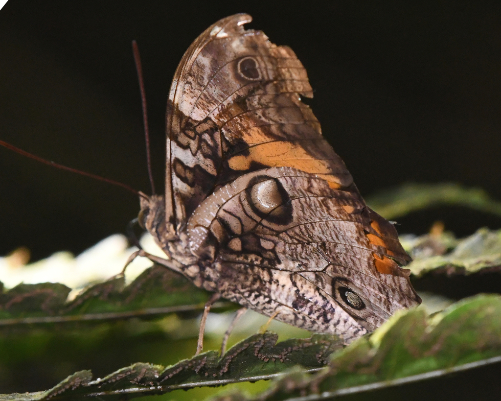 Opsiphanes mutatus