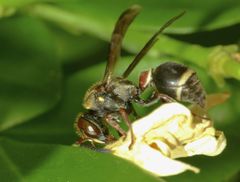 Ropalidia plebeiana