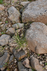 Deschampsia cespitosa cespitosa