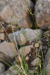 Deschampsia cespitosa cespitosa