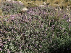 Salvia blancoana