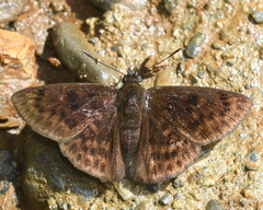Pachyneuria duidae