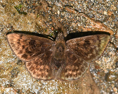 Pachyneuria duidae