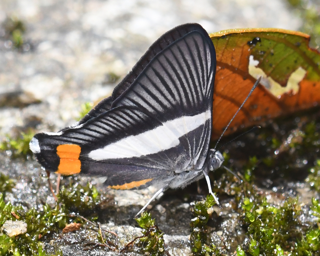 Orange-spot Duke