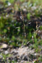 Deschampsia cespitosa cespitosa