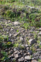 Deschampsia cespitosa cespitosa