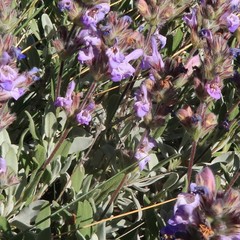 Salvia blancoana