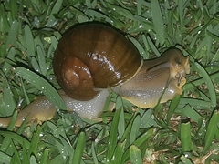 Natalina cafra