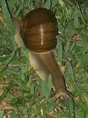 Natalina cafra